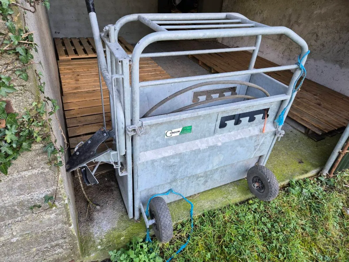 Calf Dehorning Crate - Image 1