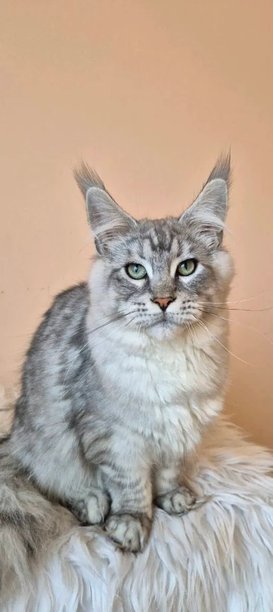 Maine Coon - Image 1
