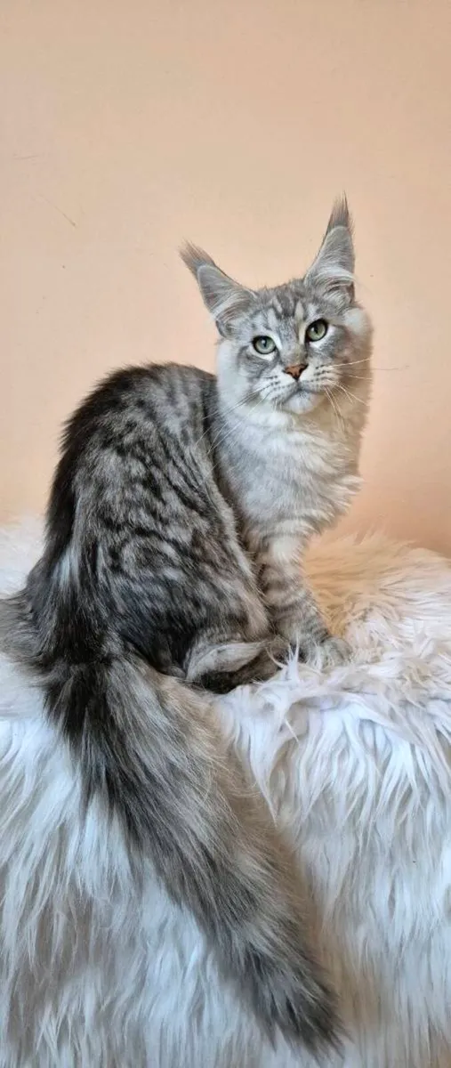 Maine Coon - Image 2