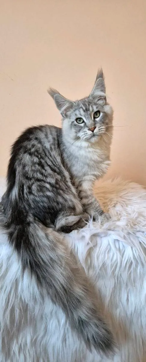 Maine Coon - Image 3