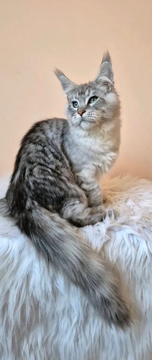 Maine Coon - Image 4