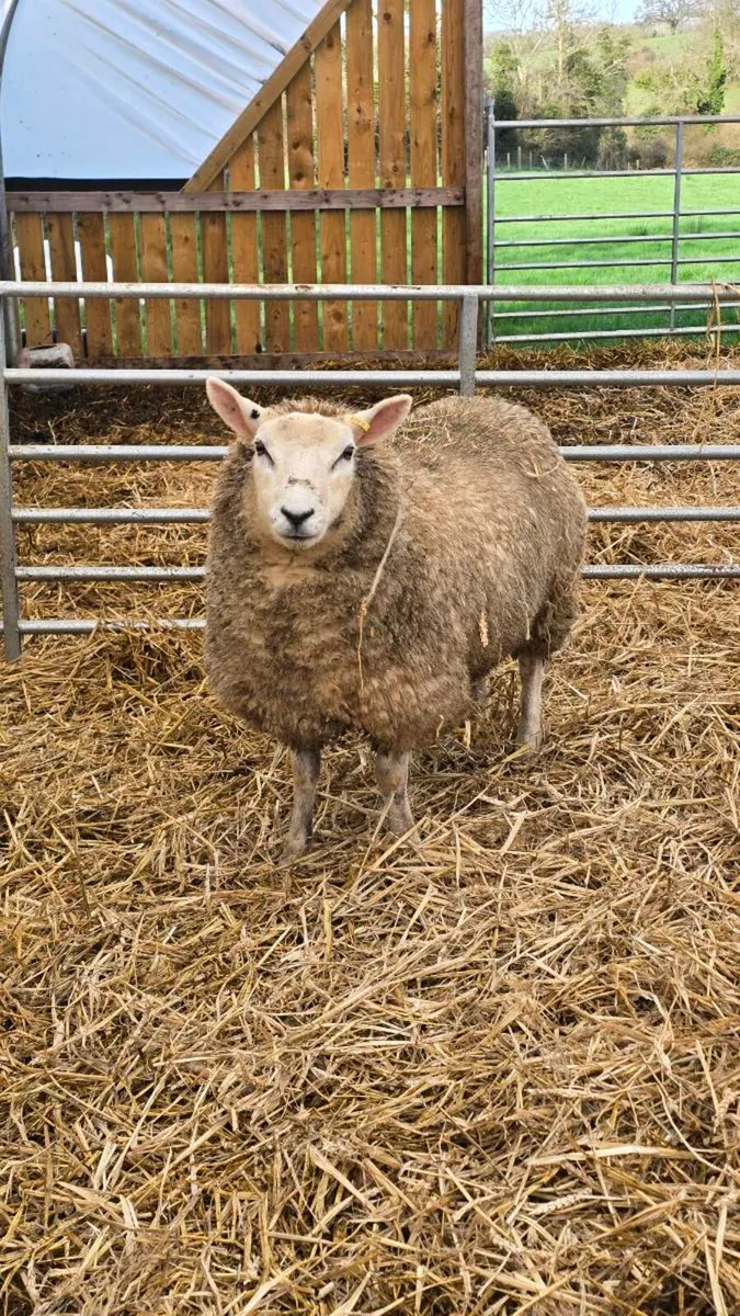 Strong Texel X Hoggets (65kg) – Heptivac & Footvax - Image 1