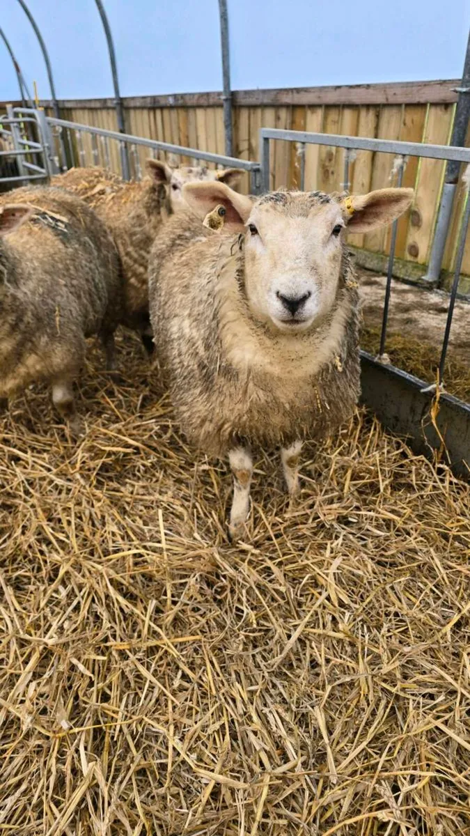 Strong Texel X Hoggets (65kg) – Heptivac & Footvax - Image 2