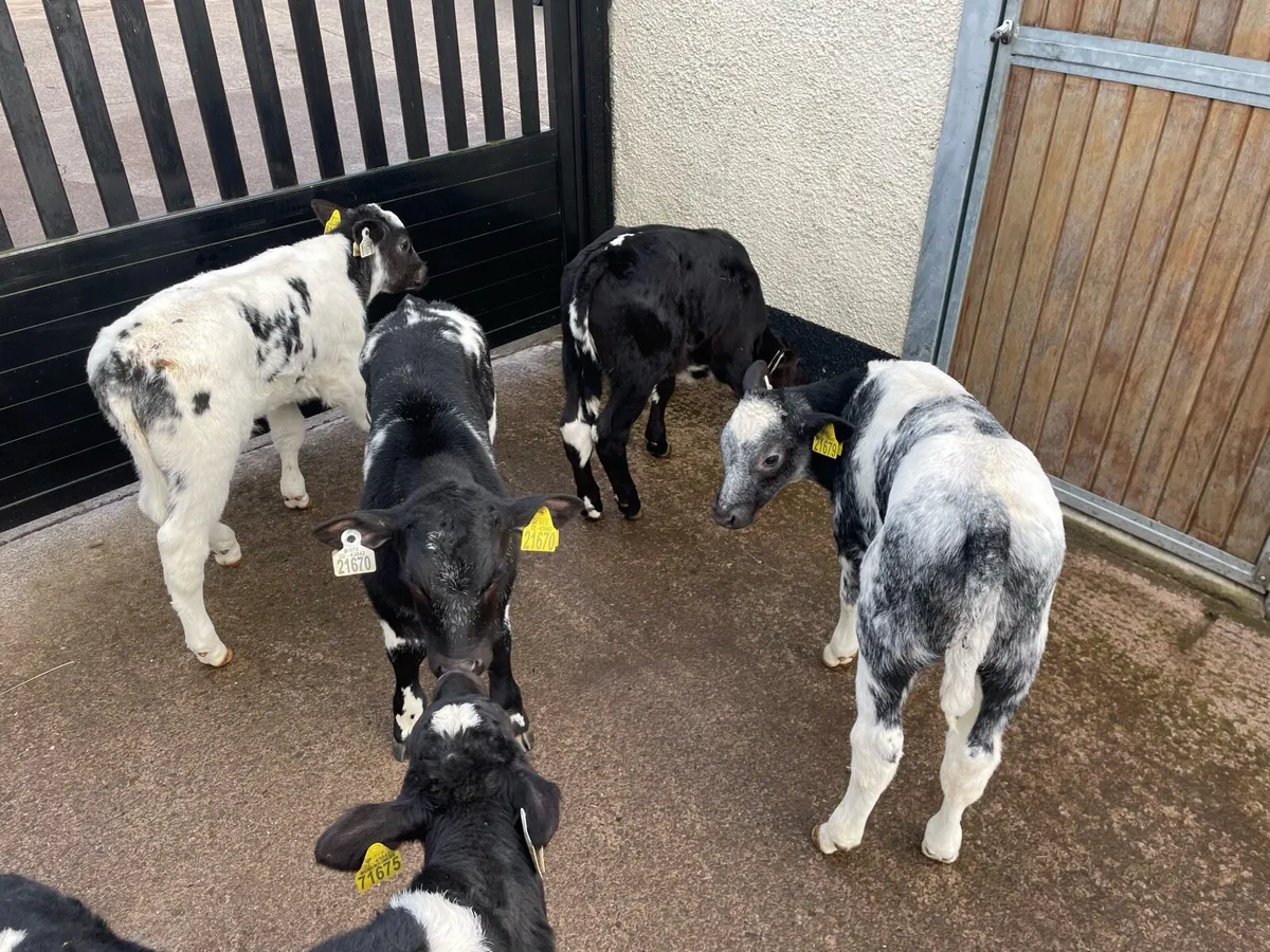 7 Super Strong bull calves - Image 1