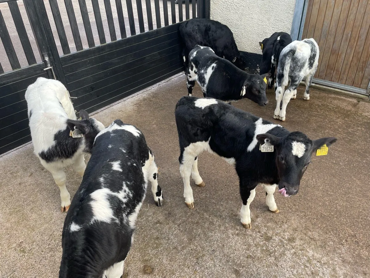 7 Super Strong bull calves - Image 2