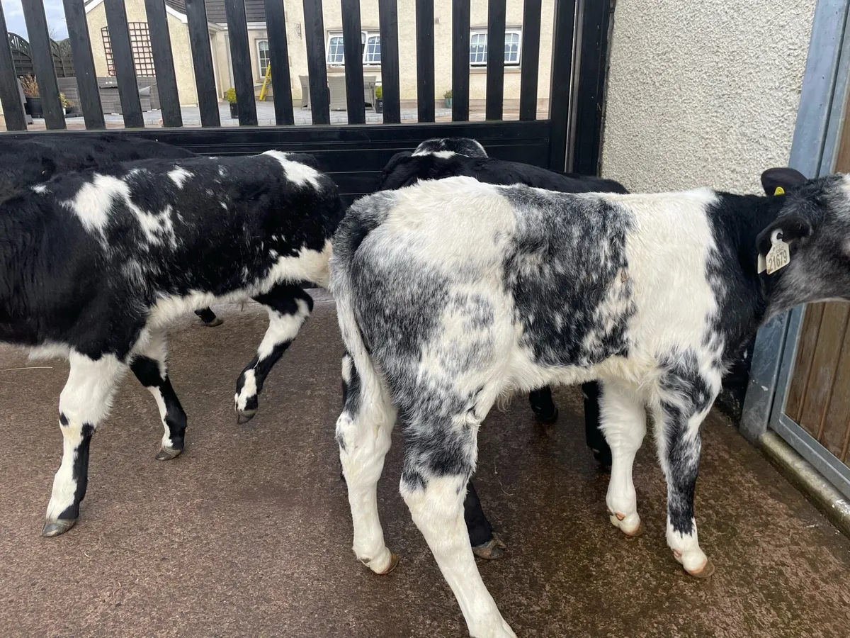 7 Super Strong bull calves - Image 3