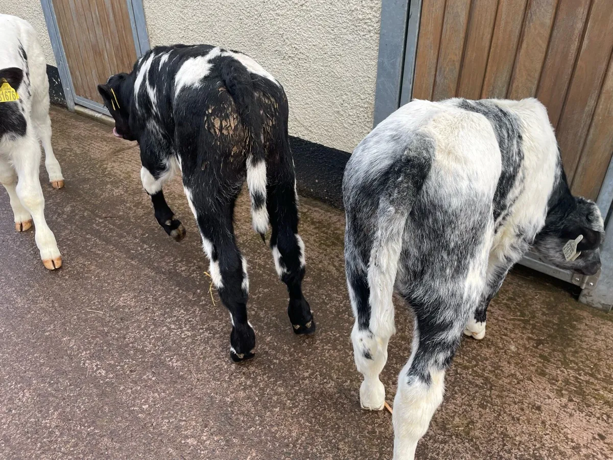 7 Super Strong bull calves - Image 4