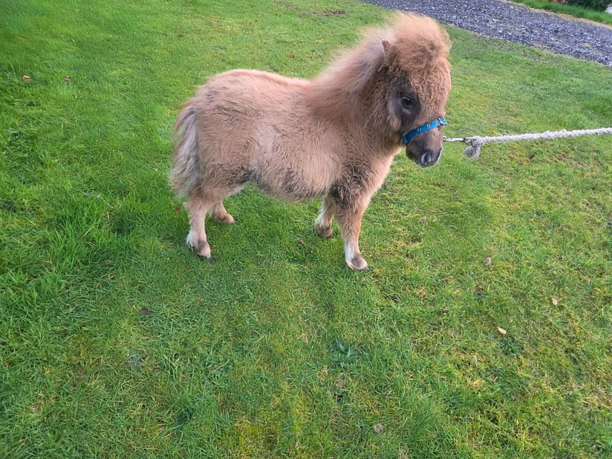 Miniature Foal. - Image 4