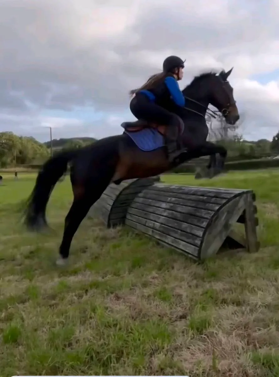 Competition pony - Image 1