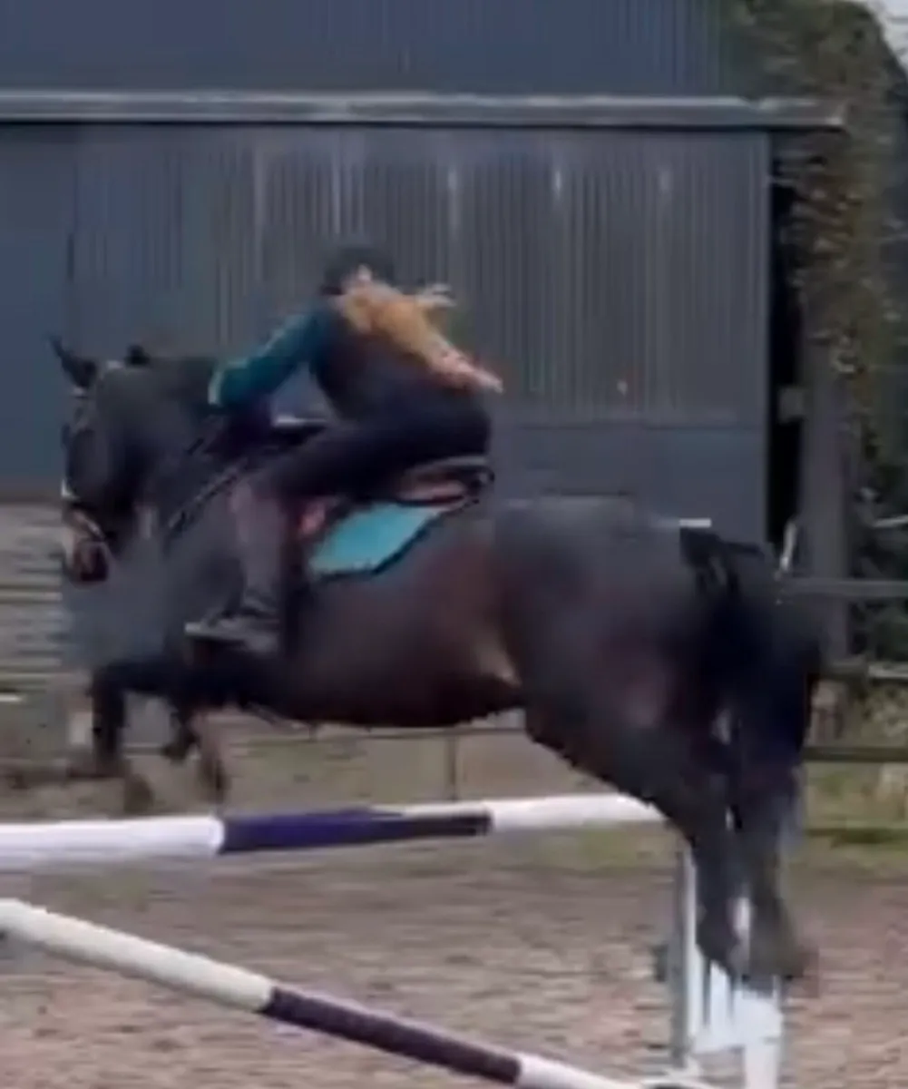 Competition pony - Image 3