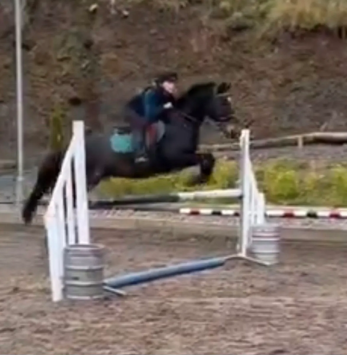 Competition pony - Image 4