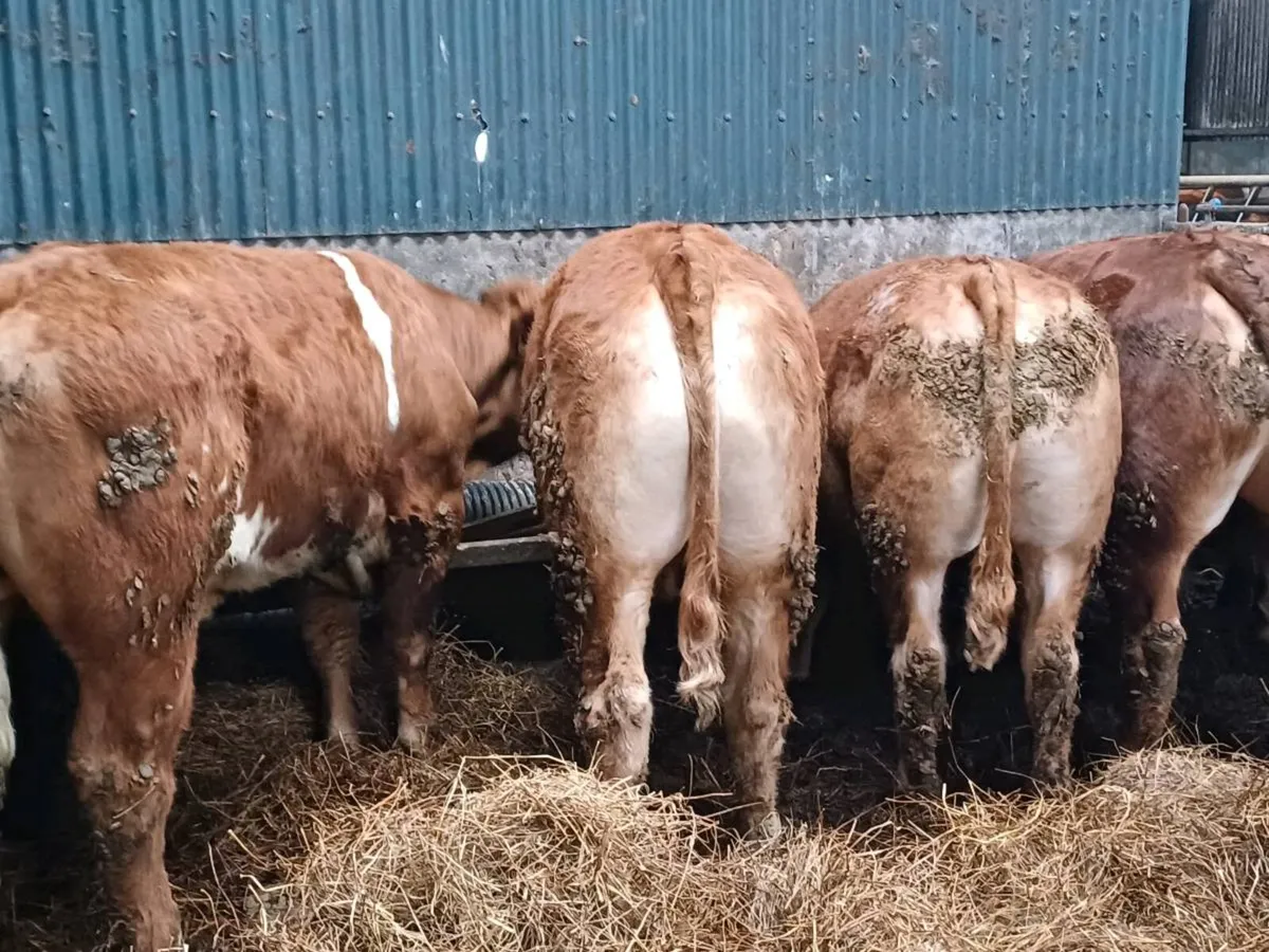 Bullocks - Image 4