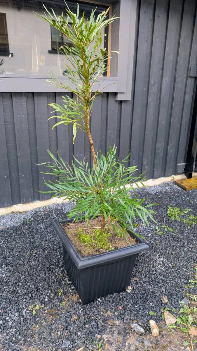 Mahonia Soft Caress - Image 1