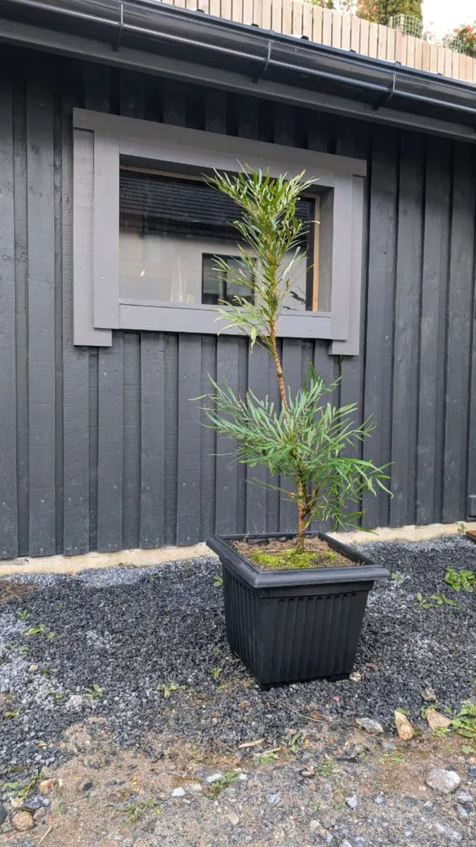 Mahonia Soft Caress - Image 2