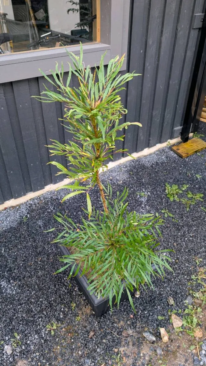 Mahonia Soft Caress - Image 3