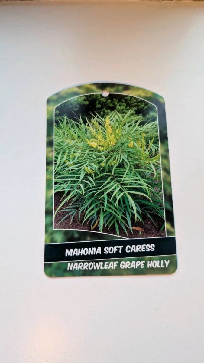 Mahonia Soft Caress - Image 4