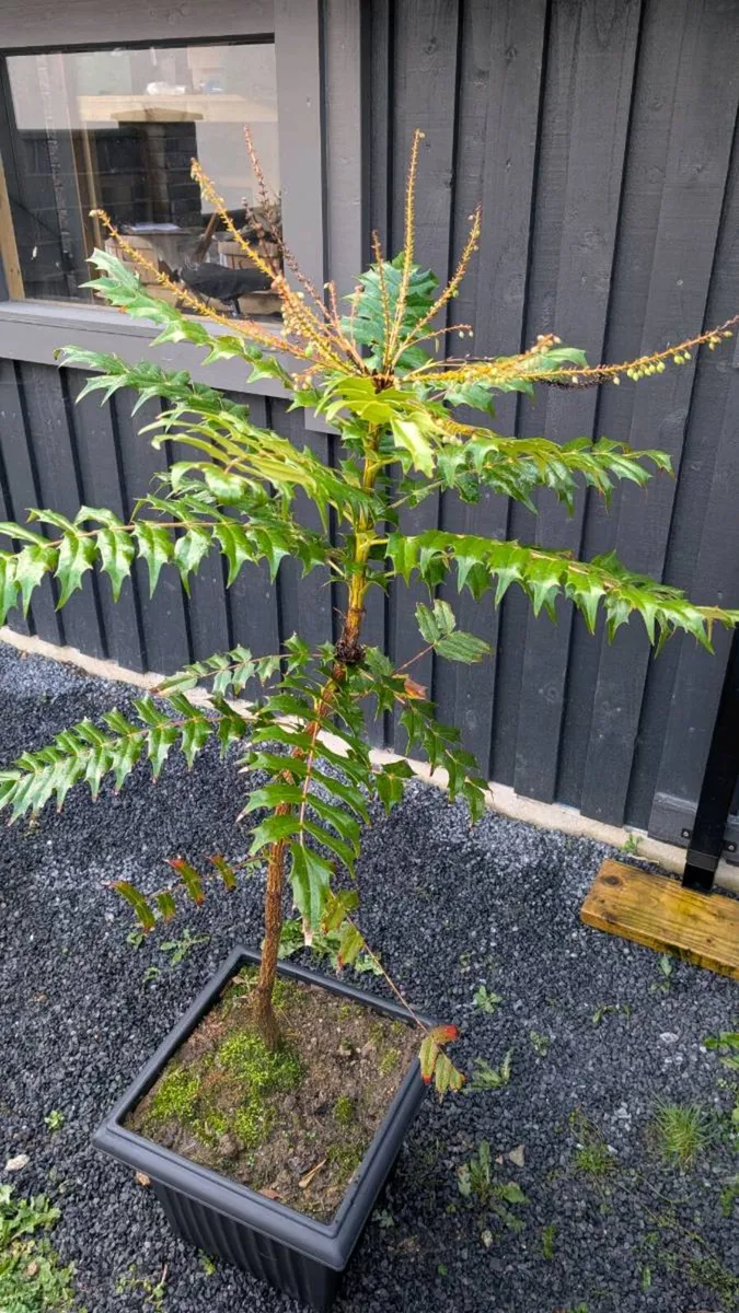 Mahonia - Image 3