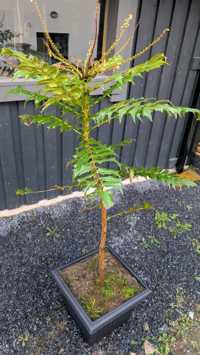 Mahonia - Image 2
