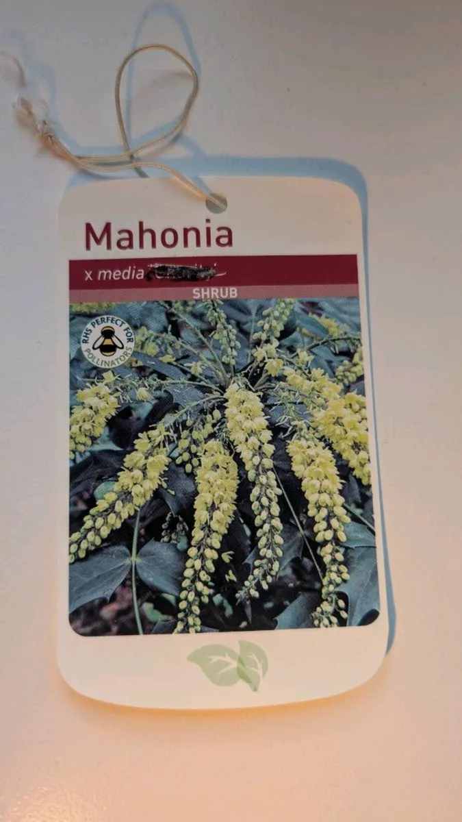 Mahonia - Image 4