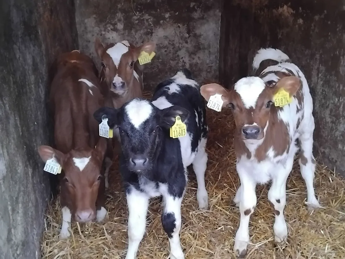 4 coloured  bull calfs - Image 1