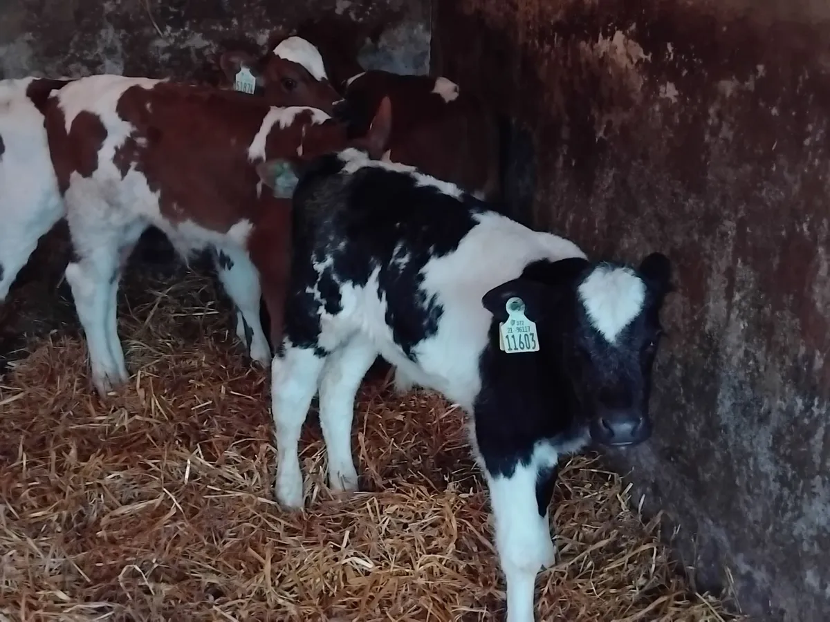 4 coloured  bull calfs - Image 2