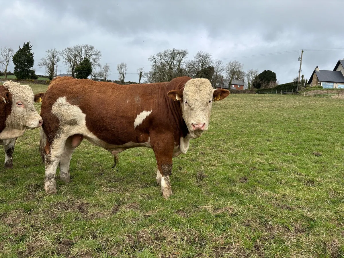 Selection of PBR Simmental Bulls - Image 1