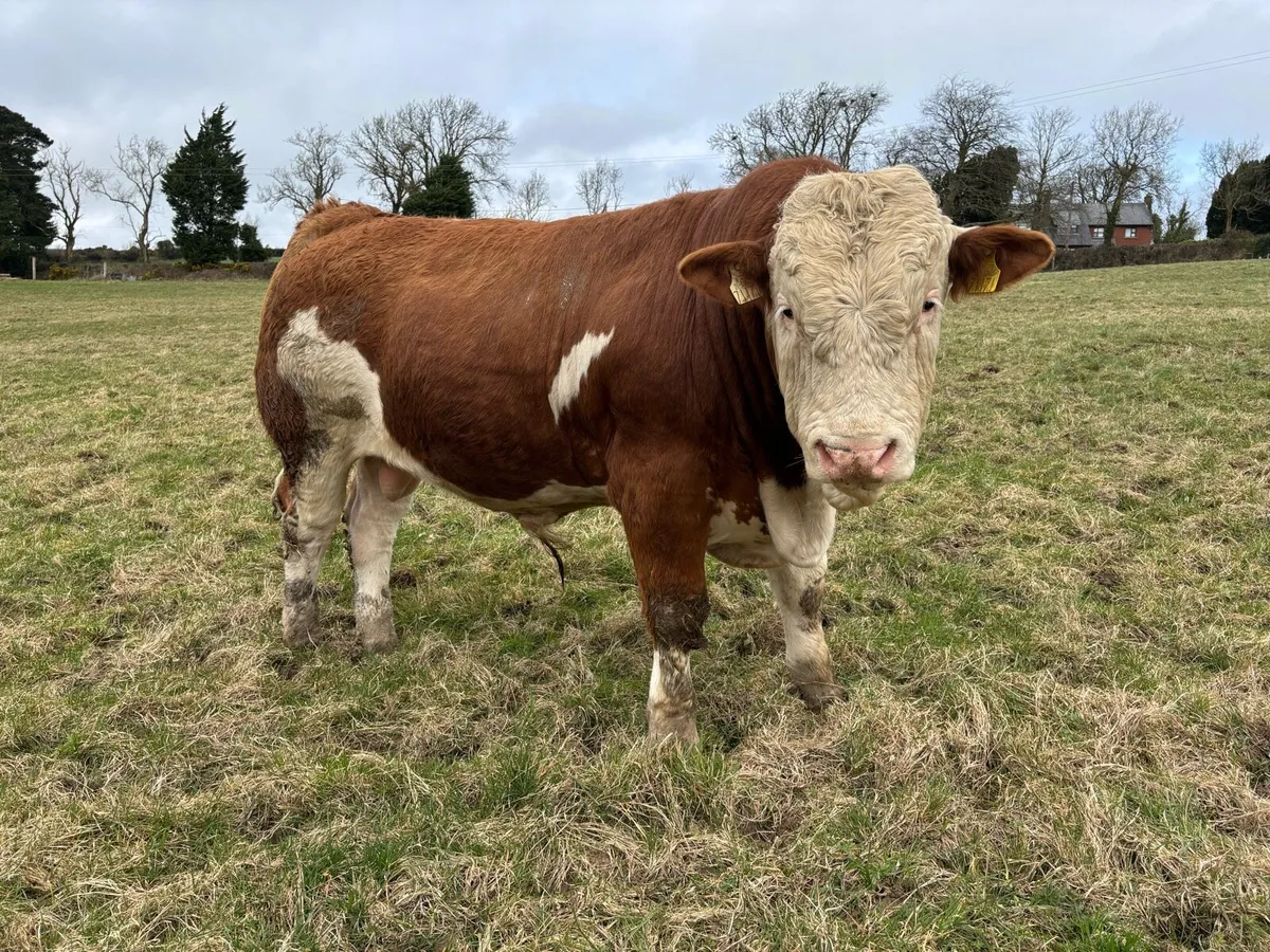 Selection of PBR Simmental Bulls - Image 2