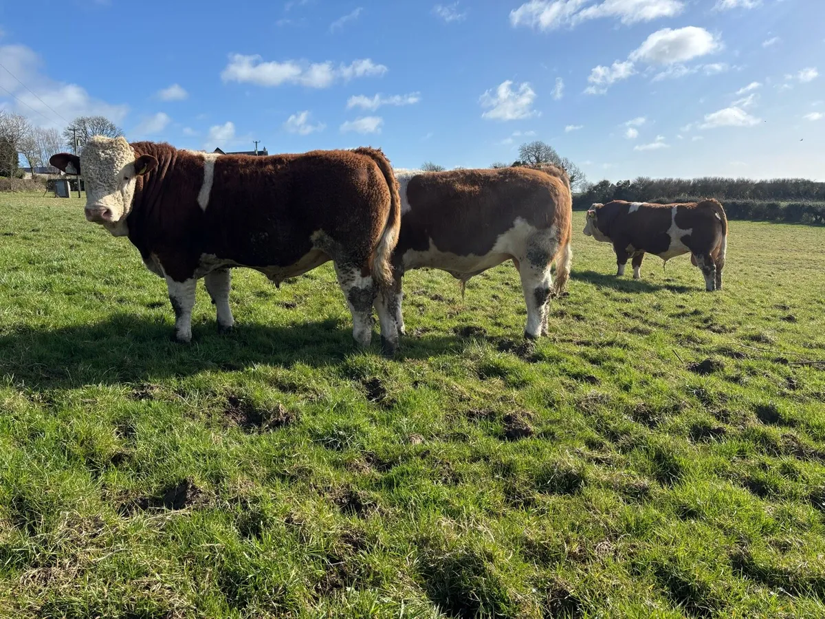Selection of PBR Simmental Bulls - Image 4
