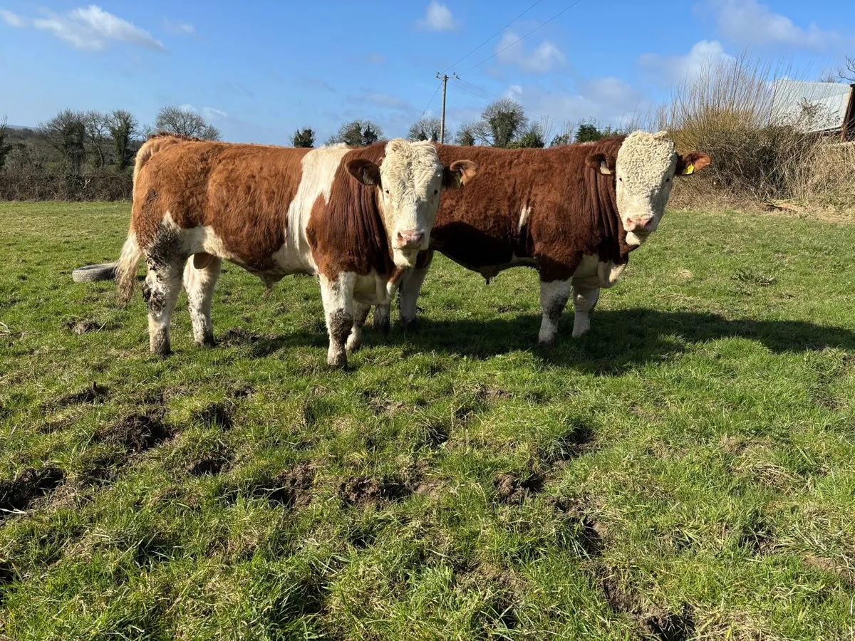 Selection of PBR Simmental Bulls - Image 3