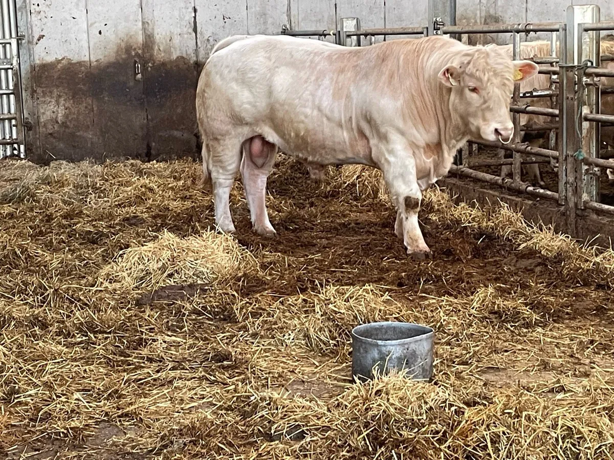 PBR Charolais bulls - Image 1