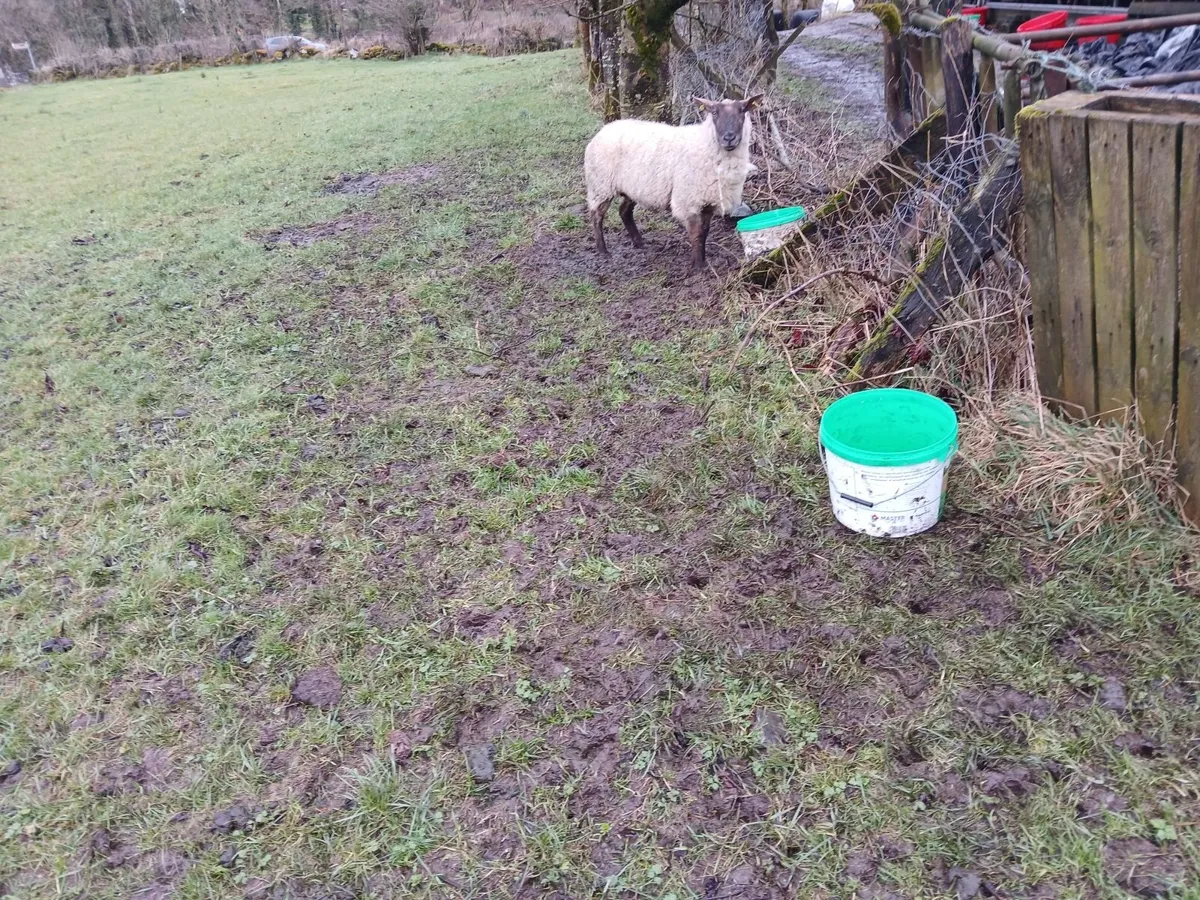 6 year old foster ewe.