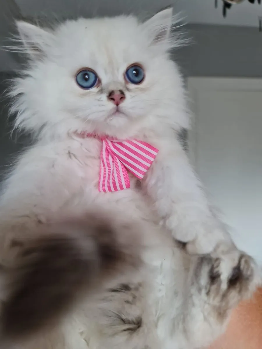 British shorthair kittens - Image 3