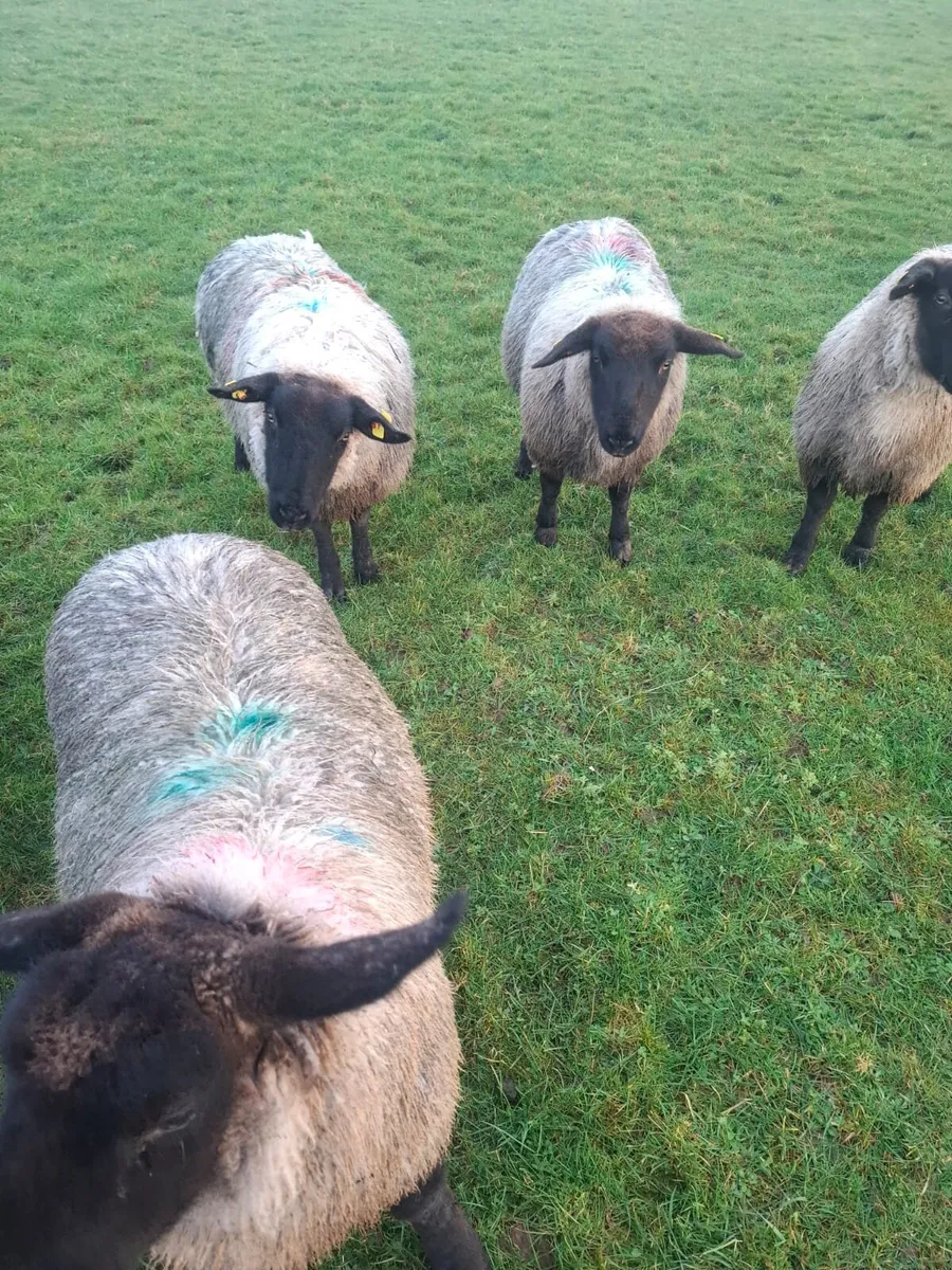 Suffolk Ewe lambs - Image 2