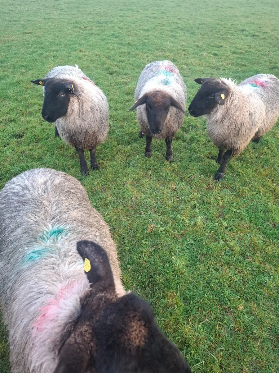 Suffolk Ewe lambs - Image 1