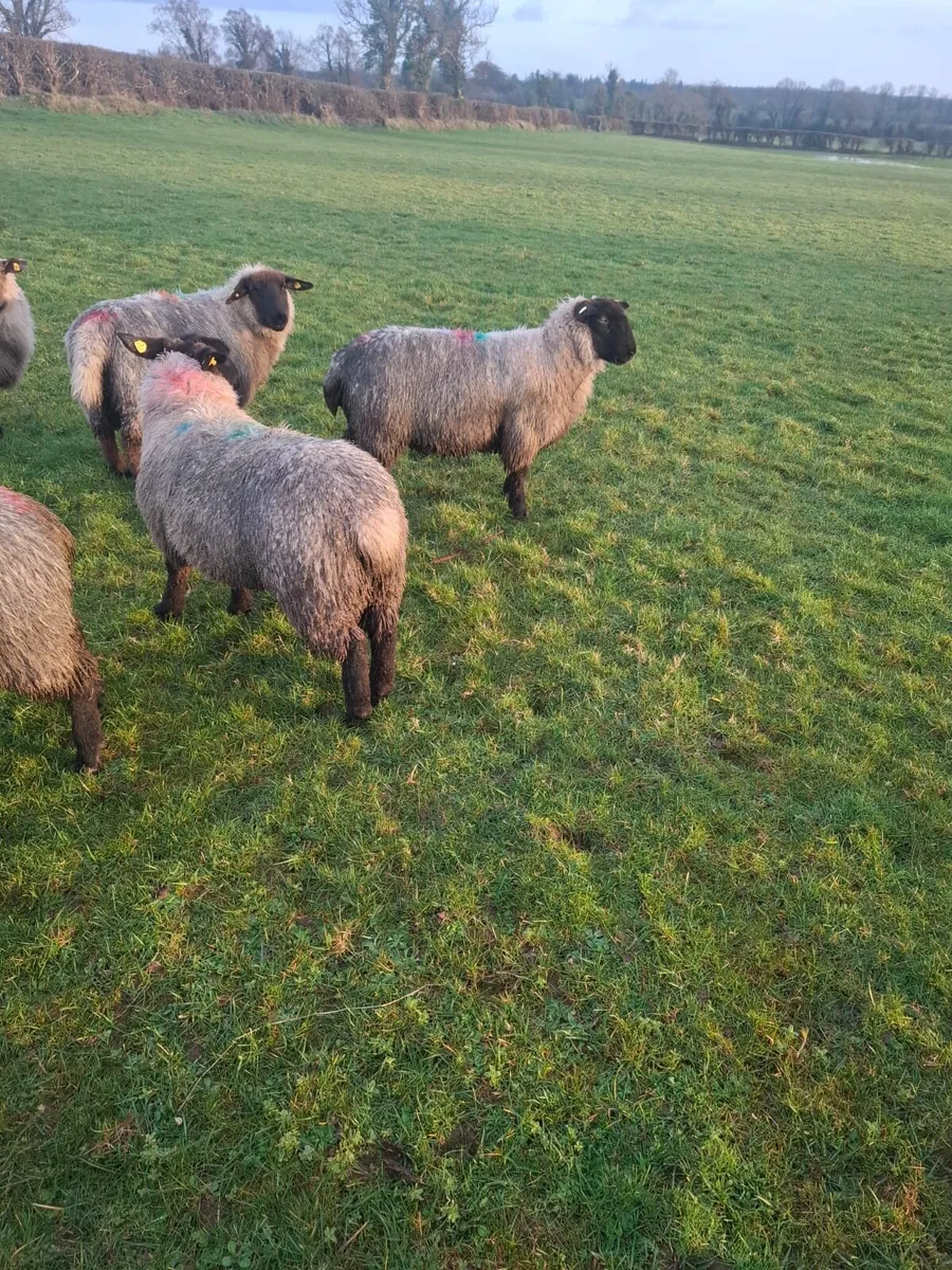 Suffolk Ewe lambs - Image 4