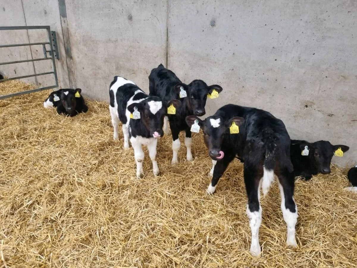 Fr bull calves - Image 1