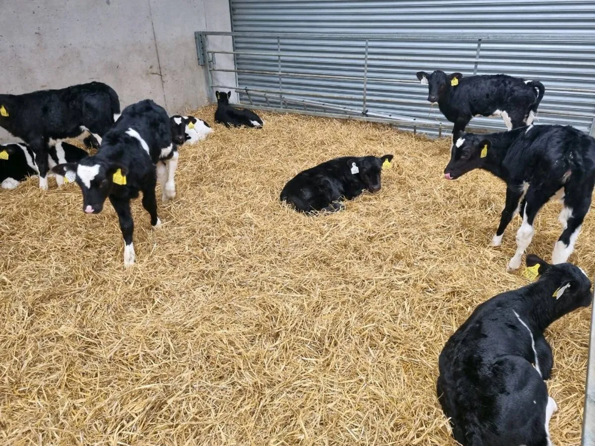 Fr bull calves - Image 2