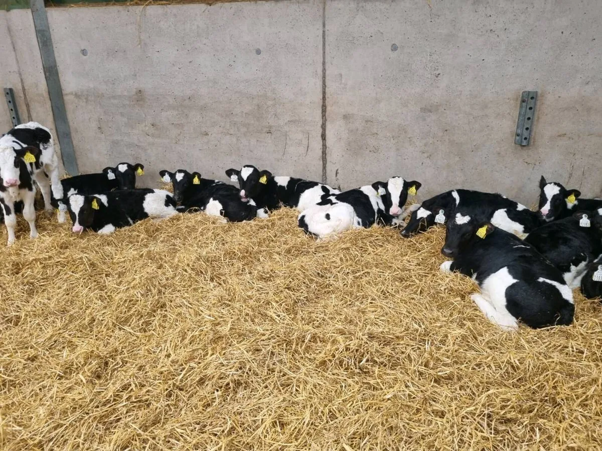 Fr bull calves - Image 3