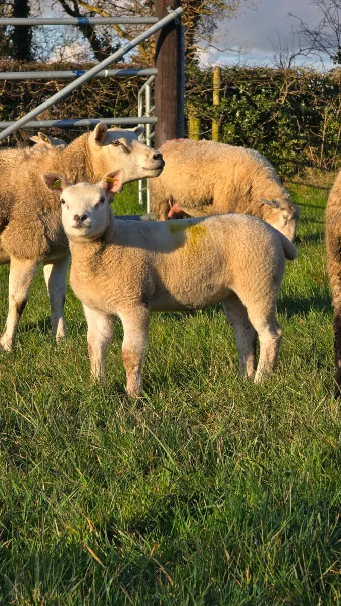 Strong Texel X Hoggets (65kg) – Heptivac & Footvax - Image 3