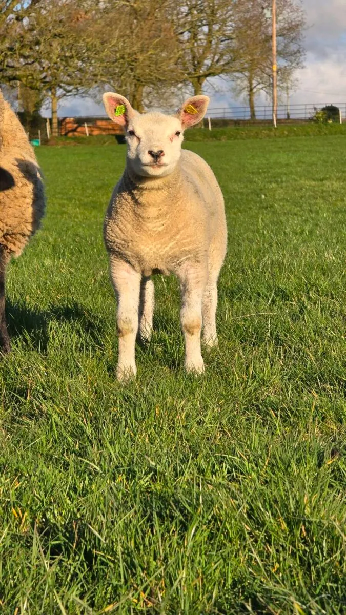 Strong Texel X Hoggets (65kg) – Heptivac & Footvax - Image 4