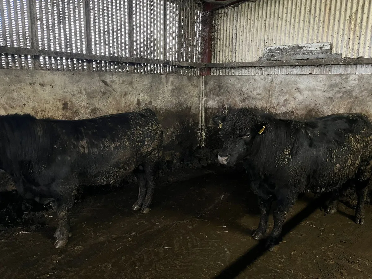 Pedigree Angus bulls - Image 4