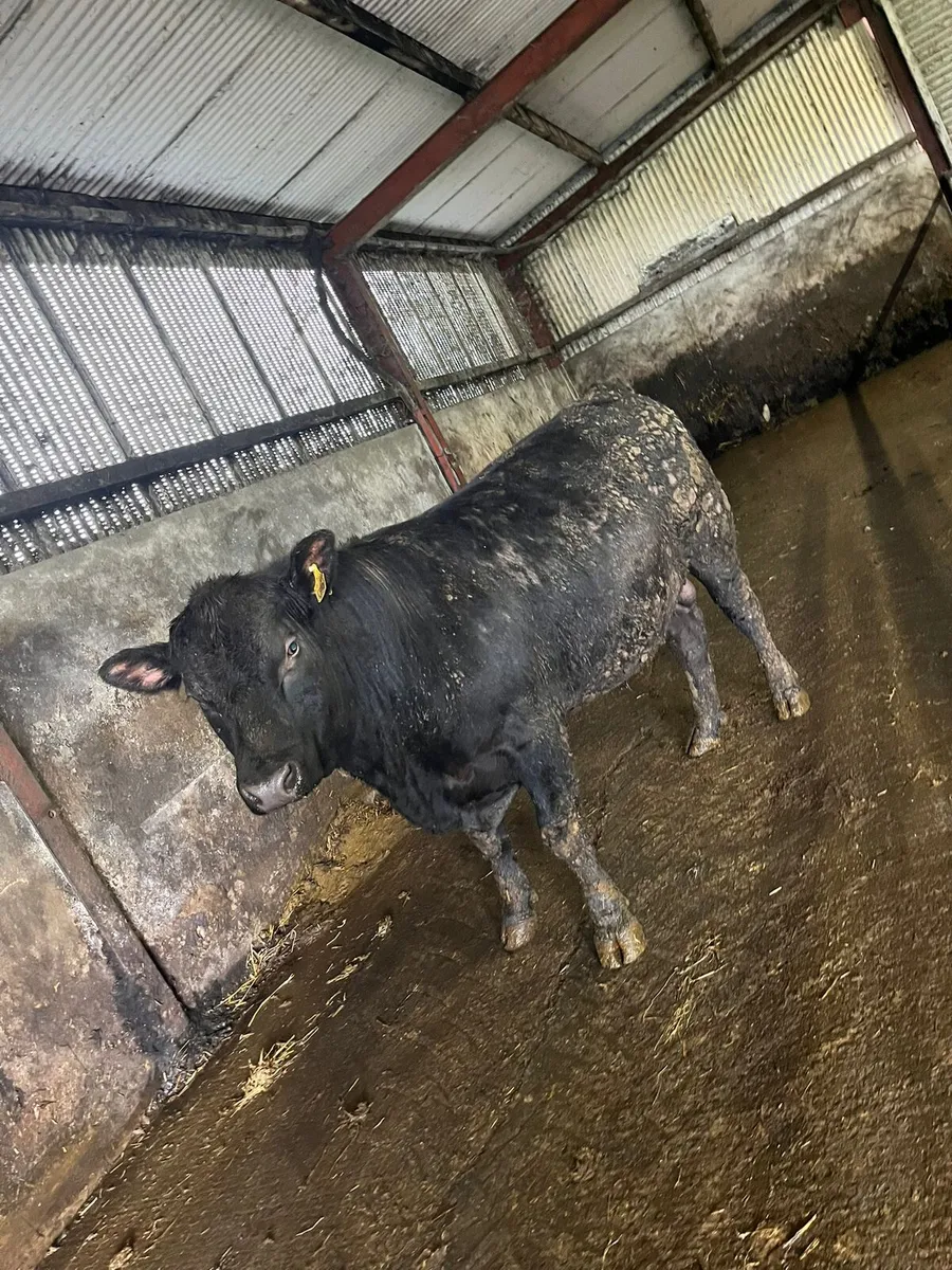 Pedigree Angus bulls - Image 2