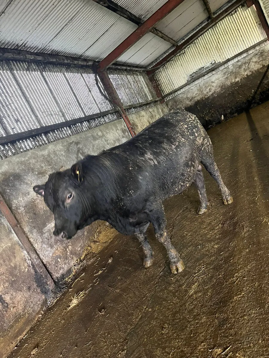 Pedigree Angus bulls - Image 3