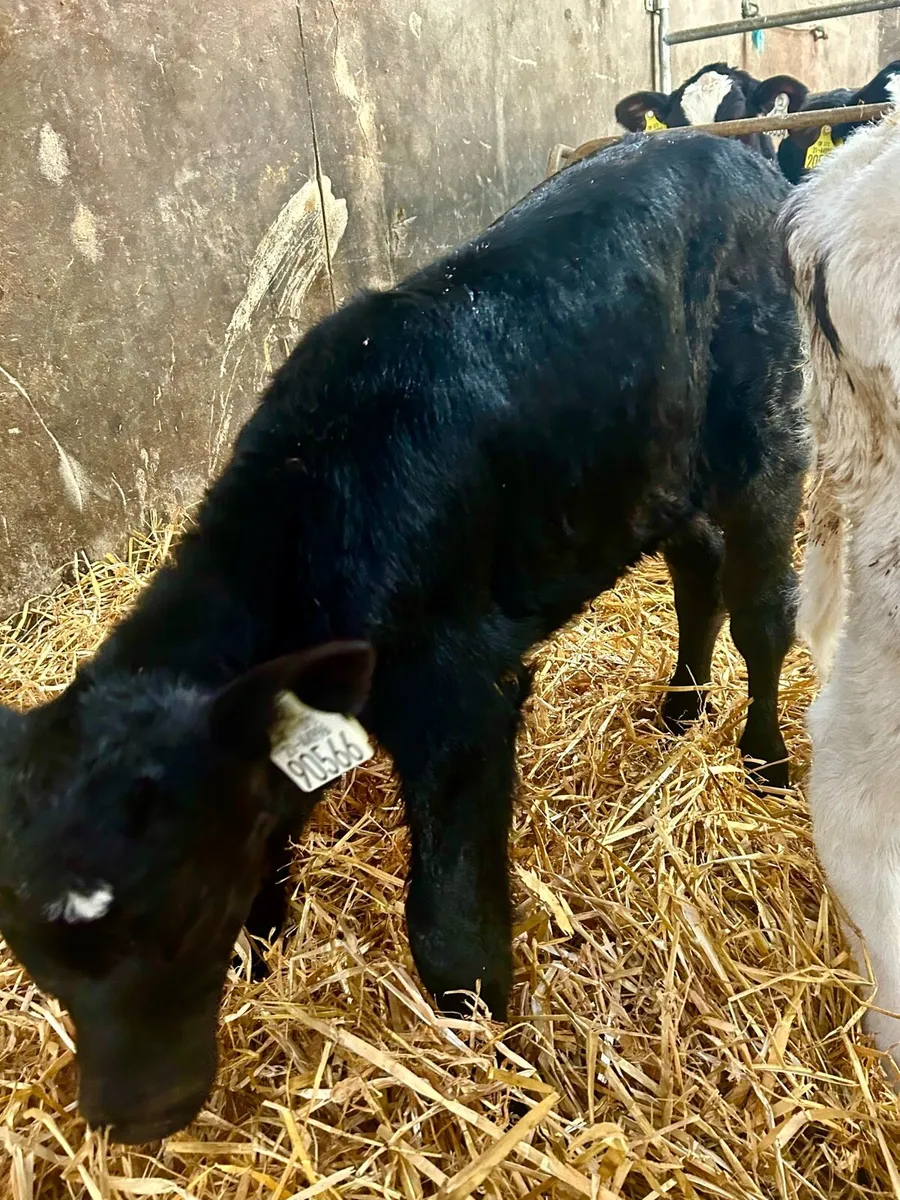 1 Angus Heifer Calf - Image 2