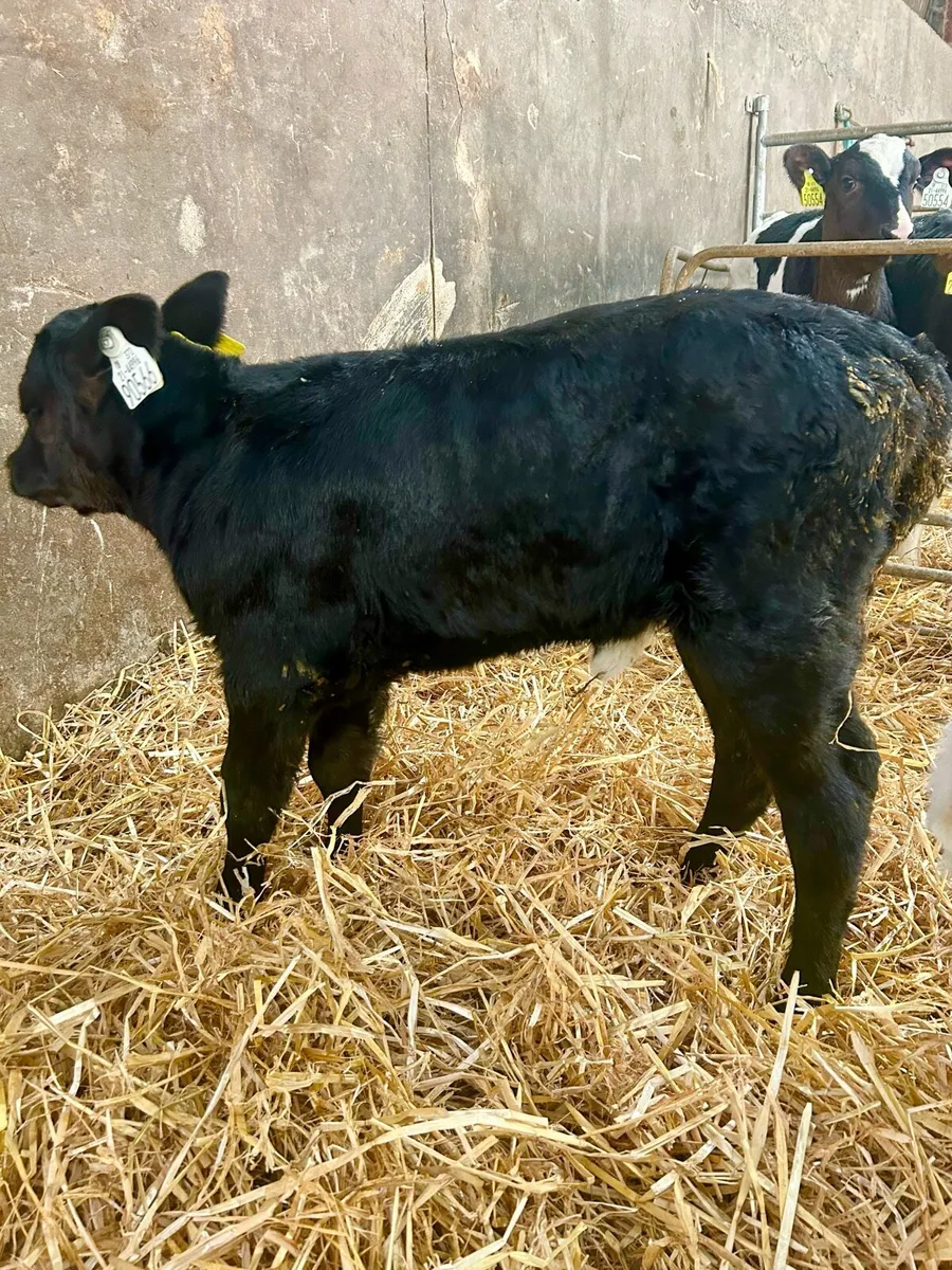 1 Angus Heifer Calf - Image 1