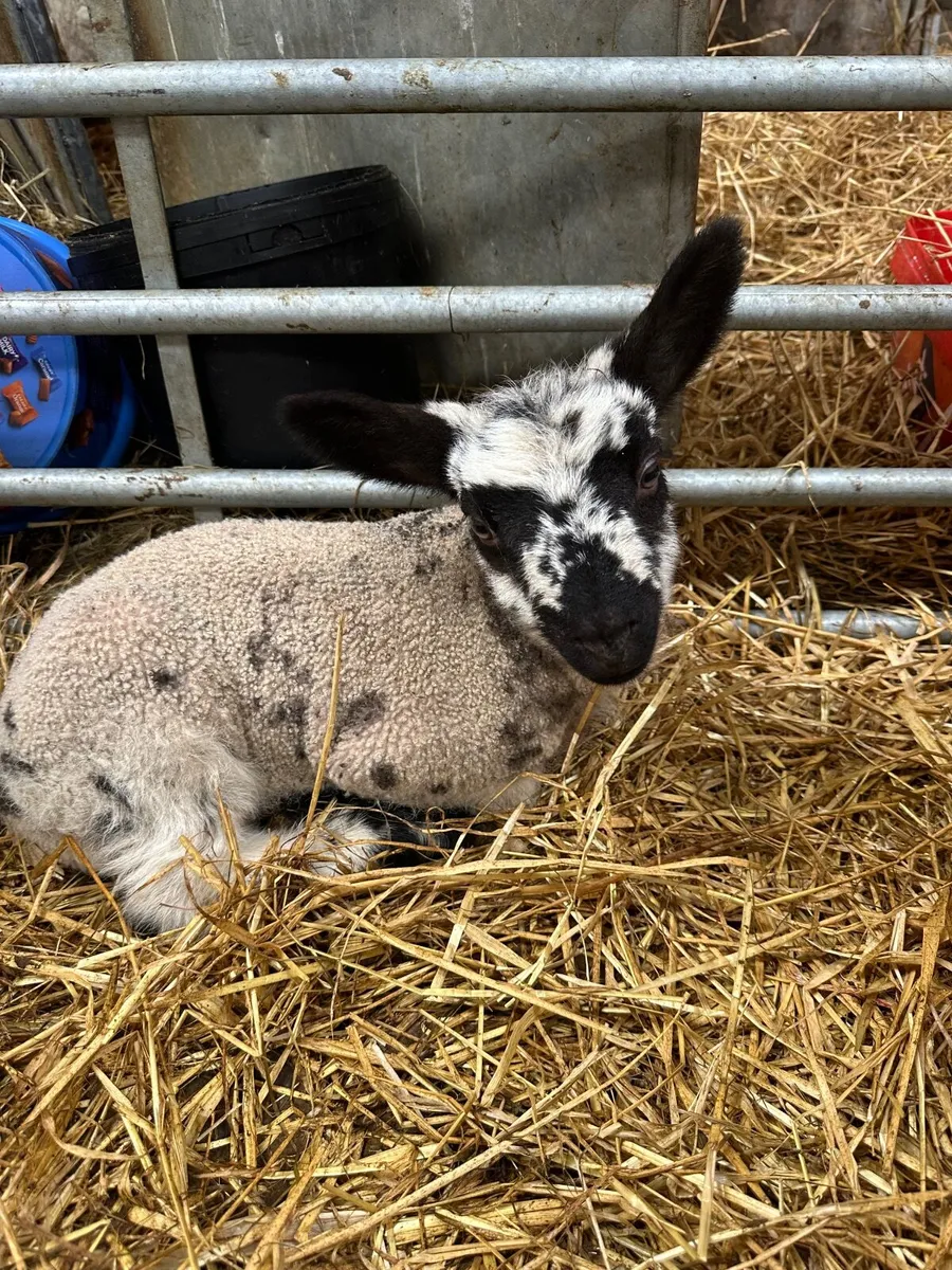 Pet Lambs - Image 2
