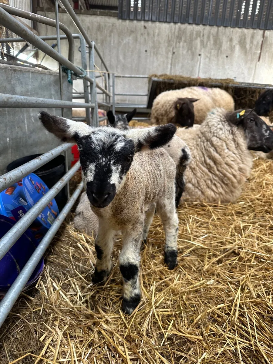 Pet Lambs - Image 1