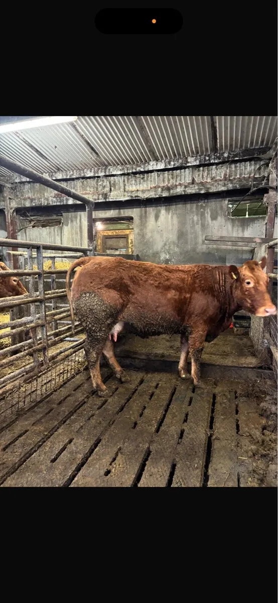 2 first calved heifers - Image 1