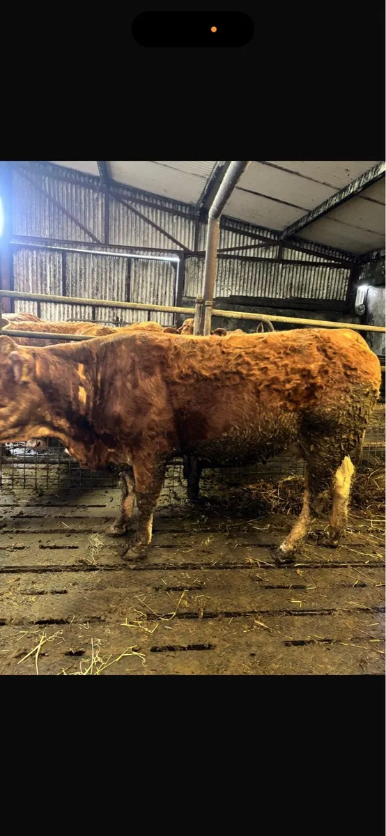 2 first calved heifers - Image 3