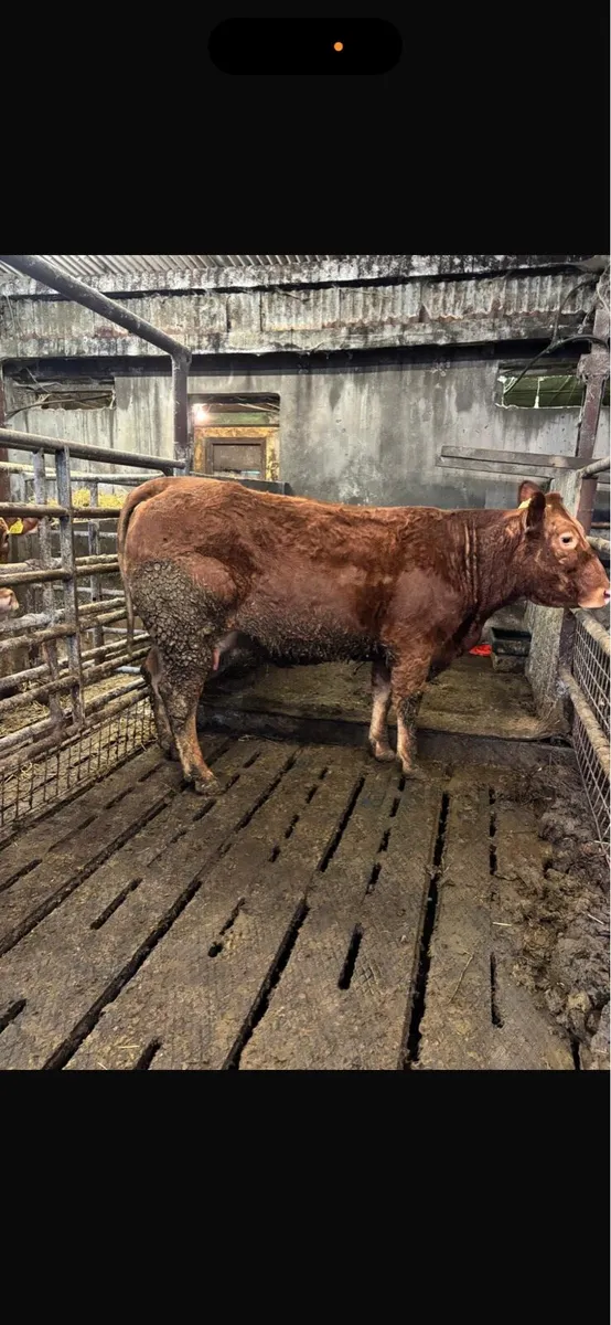 2 first calved heifers - Image 2